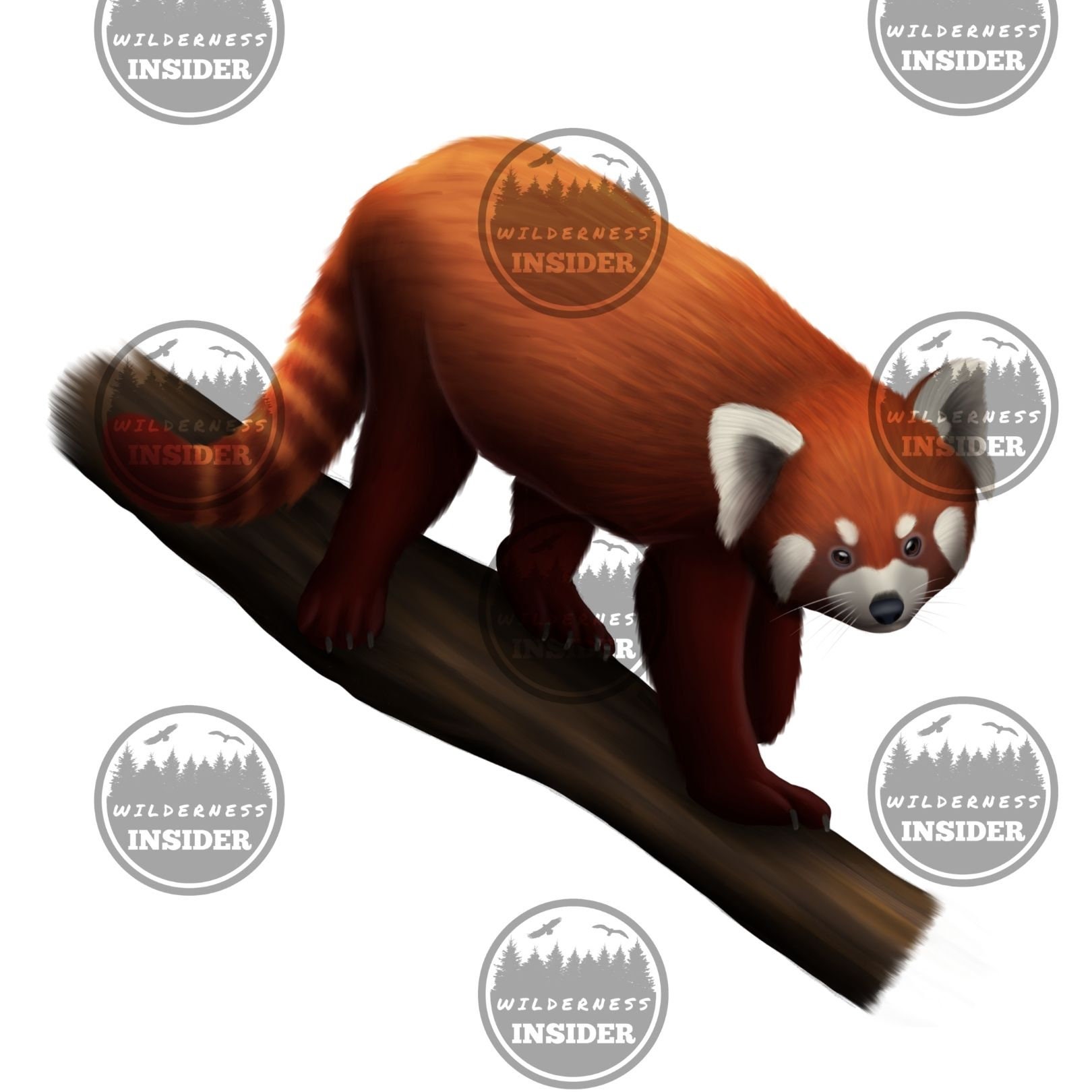 Red Panda Digital Downloads Animal Clipart Red Panda Digital - Etsy