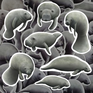 Seekuh-Aufkleber-Pack Seekuh-Abziehbild-wasserdichtes Vinyl Meeressäugetier-Liebhaber-Geschenk Aquatic Themed Briefpapier-Geschenk für Meeresbiologen-Aufkleber