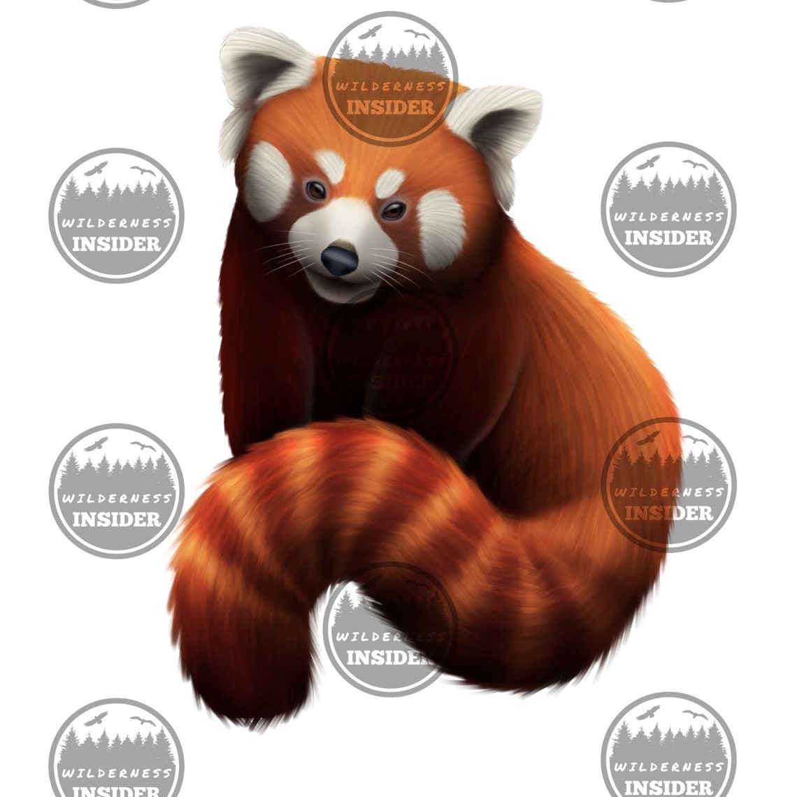 Red Panda Digital Downloads Animal Clipart Red Panda Digital - Etsy