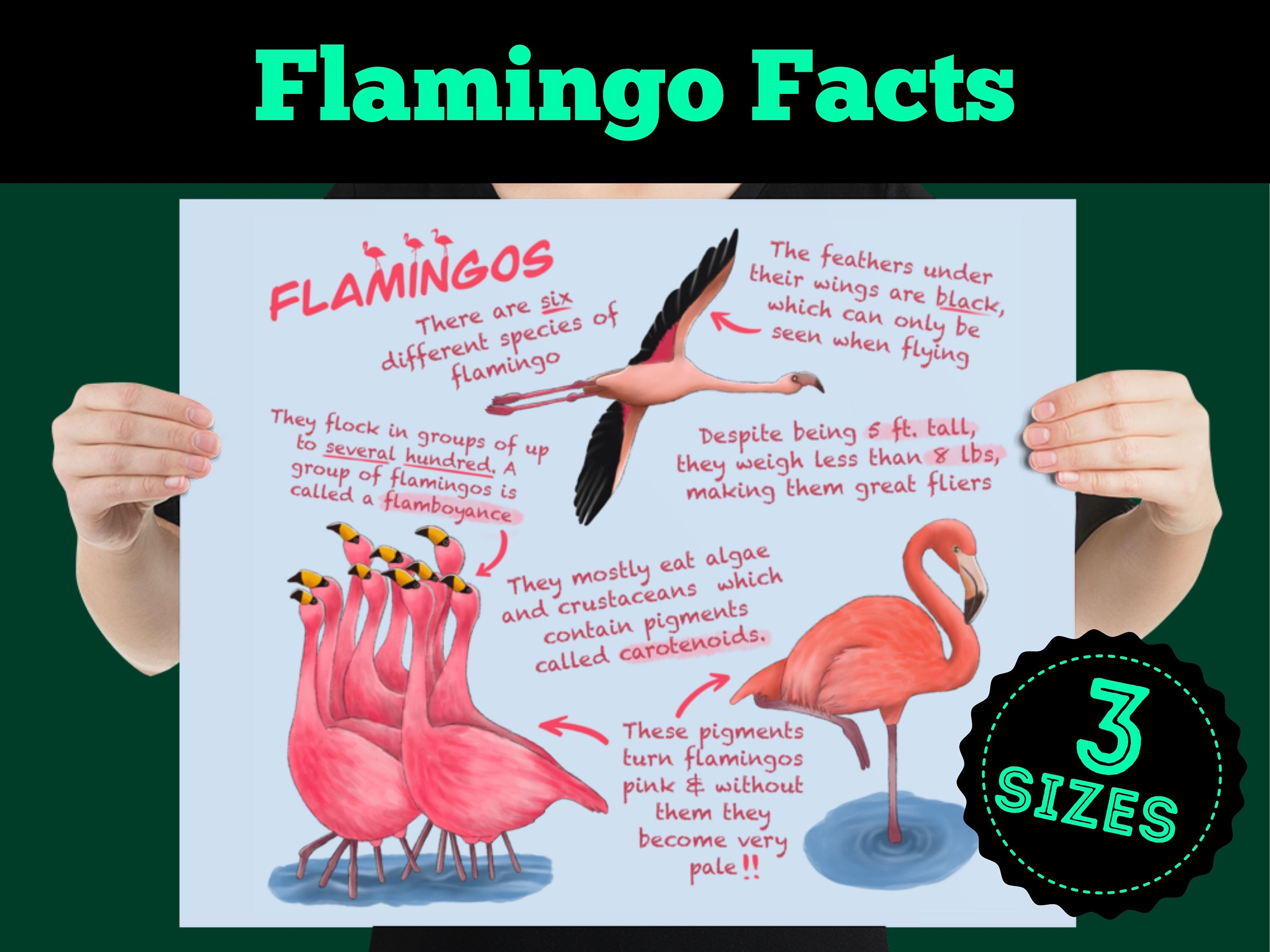 Flamingos Educational Poster Wildlife Fun Facts for Kids and Etsy UK