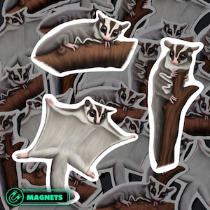 Set di magneti per petauri dello zucchero, in vinile impermeabile, marsupiale, decorazione per frigorifero, accessorio da cucina con animali australiani, regalo per gli amanti della fauna selvatica