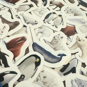 May include: A collection of die-cut stickers featuring various arctic animals. The stickers include a polar bear, penguins, a walrus, a narwhal, seals, and arctic wolves. The stickers are white with a white border and are scattered across the image.