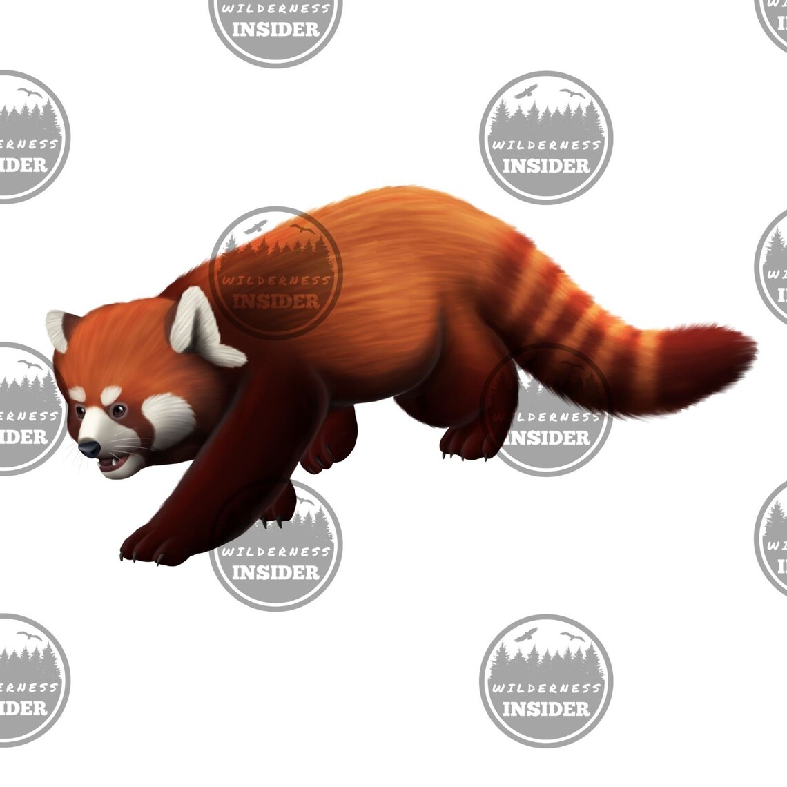Red Panda Digital Downloads Animal Clipart Red Panda Digital - Etsy