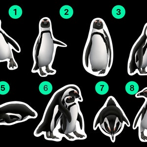 African Penguin Sticker Pack Waterproof Vinyl Decal Beach Wildlife Stationery Gift For Penguin Lover Sticker Set For Water Bottle Laptop image 9