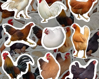 Paquete de pegatinas de gallinas, decoración de estilo rústico, calcomanías de vinilo de gallinas y pollitos.