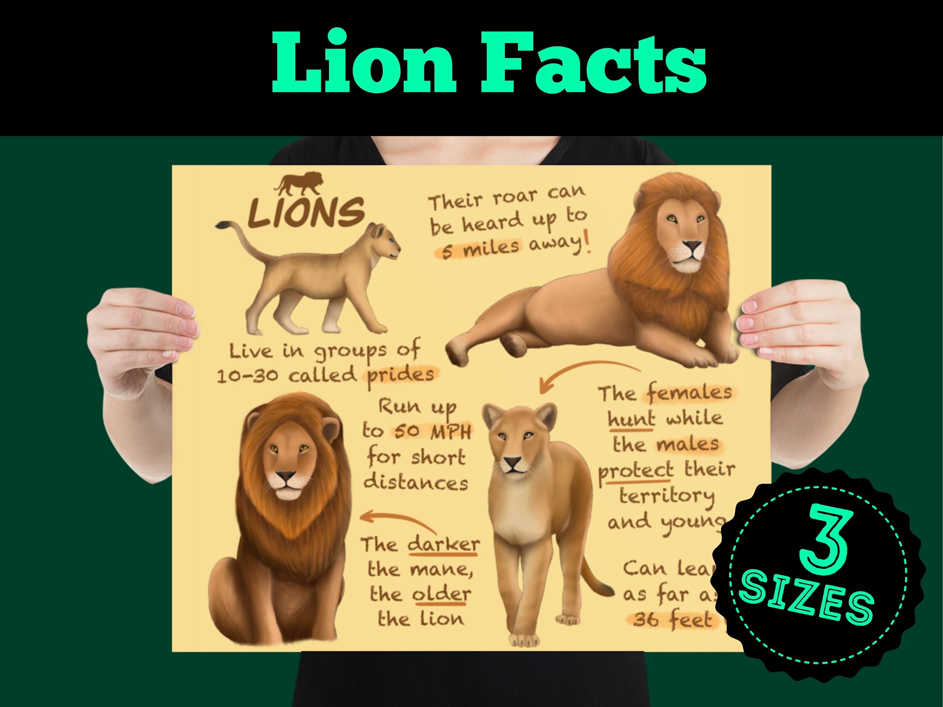 Animal Fun Facts For Kids Lions - Image to u