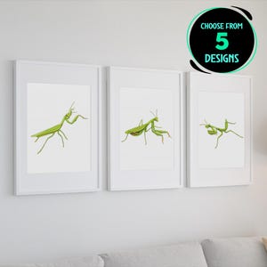 Praying Mantis Art Print Set Insect Illustration Wall Art Decor Entomology Study Room Decor Modern Mantis Nature Prints Set of 5