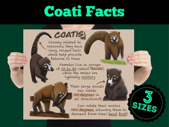 Coati Educational Poster Wildlife Fun Facts for Kids and | Etsy