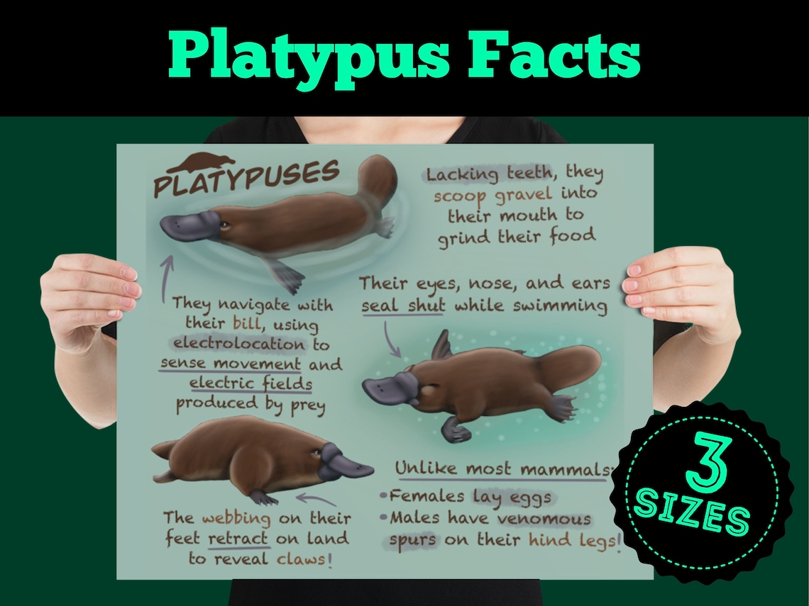 platypus facts platypus facts