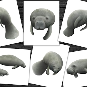 Manatee Prints / Manatee Wall Art / Manatee Collection / Marine Mammal Modern Wall Art / Set of 6