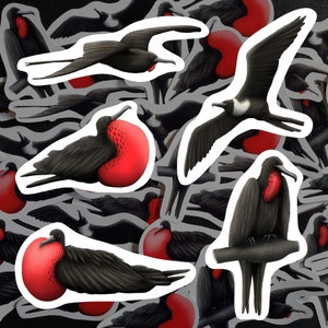 Lot d'autocollants pour oiseaux de frégate, autocollants en vinyle pour oiseaux de mer gracieux, cadeau imperméable pour ornithologue, bouteille à thème aviaire tropical, décoration pour ordinateur portable