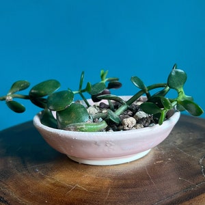 May include: A small jade plant in a pink ceramic pot with a white rim. The pot is sitting on a wooden surface.