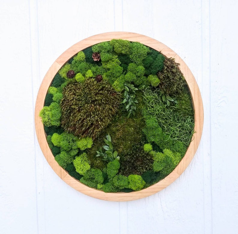 Moss Wall Art Preserved Moss Circle Living Plant Decor Wall Etsy