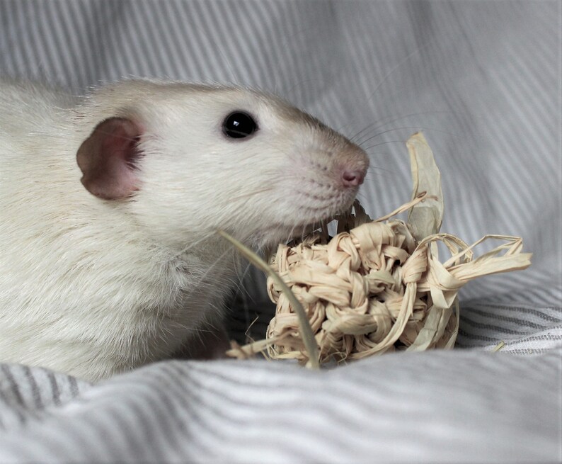 Foraging Fun Raffia Balls Pet Rat Toy Natural Chew Toys for Etsy