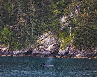 May include: A scenic view of a dark blue ocean with a black and white orca whale swimming near the surface. The background features a rocky shoreline and a dense forest of green trees.