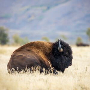 Amerikanischer Bison macht Pause, Grand Teton National Park