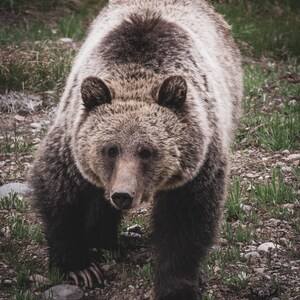 Jährling Grizzly Bär im Grand Teton National Park
