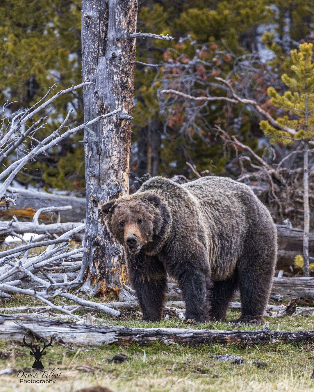 Pondering, Adult Grizzly Bear (colored Print) - Etsy