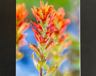 Indian Paintbrush , Blank Greeting Card