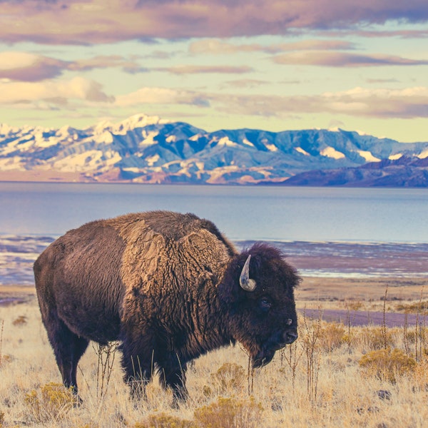 Winter Sunrise (American Buffalo Print)