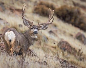 May include: A brown and white male mule deer with large antlers stands on a grassy hillside. The deer is looking back over its shoulder.