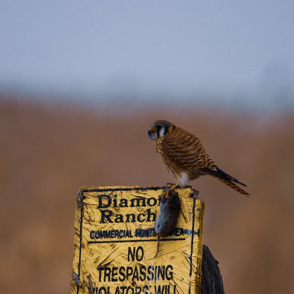 American Kestrel with a Stark Warning (Print)