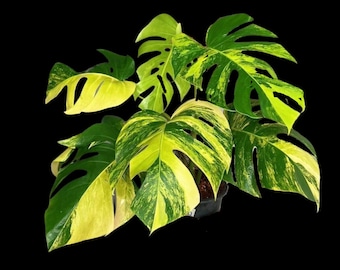 Monstera Macrocosm Rare From Kunzo - Etsy