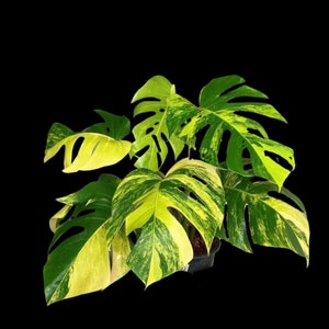 Monstera Borsigiana Aurea Variegated Live Plant - Monstera Aurea Variegata - Monstera Marmota Potted Plant - Exact Same Plant - US Seller