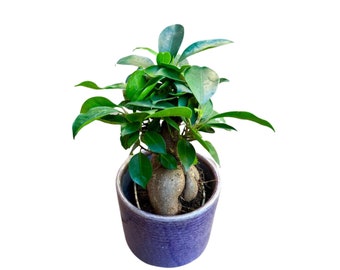 Ficus 'Ginseng' in 4" Nursery Pot Bonsai plant,  gift-Plant, office plant, low light plant, Christmas gift plant