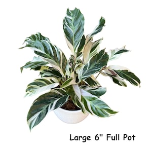 Variegated Calathea - Etsy