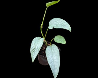 Epipremnum Pinnatum 'Cebu Blue' Pothos | Cebu Blue Plant in 2" Nursery pot | Rare Cebu Blue Epipremnum Pinnatum | US seller