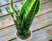 Snake Plant in a 5 pot, Air purifying plant, Best indoor air purifier, Low light houseplant, Sansevieria plant, Easy care houseplant