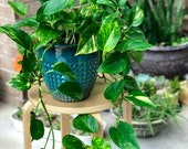 Golden Pothos in 4 nursery Pot - Houseplant - Easy Care - Extremely Hardy Indoor Plant - Looks elegant on Desk Shelf Hanging Basket