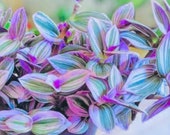 Tradescantia Nanouk Fluminen Lilac Extremely RARE- Pink Wandering Jew- Gorgeous pink foliage, Easy care hardy indoor houseplant