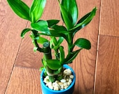 Lucky Bamboo Plant in a ceramic pot - Easy indoor low light houseplant - lndoor bamboo plant - low light indoor plant