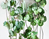 String of Heart Cuttings - Beautiful indoor succulent that grows into long vines - looks lovely on a shelf or a hanging pot