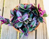 Rare Tradescantia Nanouk Lilac Plant - Rare Tradescantia Pot - Rare Pink Wandering Jew - Easy care hardy indoor houseplant in a nursery pot