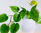 Heart Leaf Philodendron - House Plant Vine - Air purification for indoor space - Easy care - Hardy variety - Jade