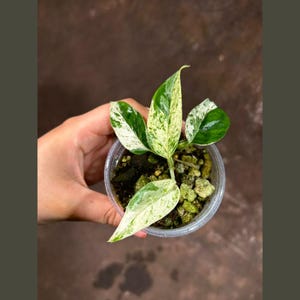 RARE Epipremnum Pinnatum Albo Variegated Plant in a Nursery Pot - Beginners Plant - Indoor Plant - SAME Plant as picture - US Seller