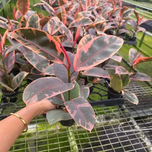 May include: A close-up of a Rubber Plant with large, oval leaves. The leaves are a mix of dark green, pink, and cream colors. The plant is held in a hand with a gold bracelet. Other Rubber Plants are in the background.