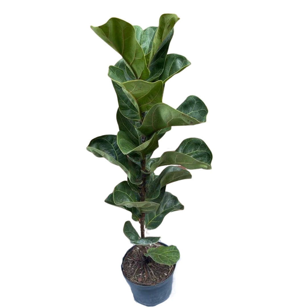 Fiddle Leaf Fig Tree in 6 Pot 2 Feet Tall Fiddle Leaf Etsy