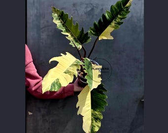 Super Rare Variegated Philodendron Caramel Marble EXACT Plant - Easy Care Indoor Plant - Stunning Collector’s Aroid - Gift Plant - US Seller