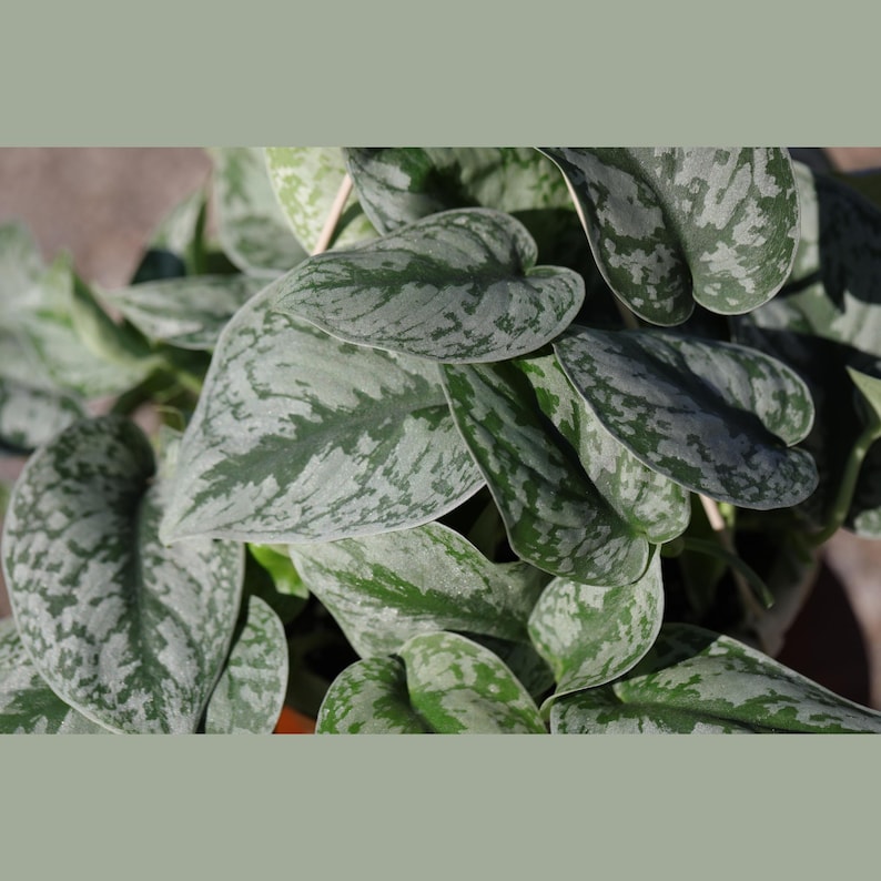 Scindapsus Silver Exotica Plant - Thumbnail 3