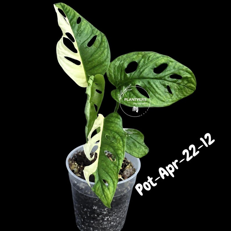 PlantVers Monstera Adansonii Plant
