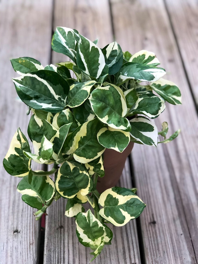 RARE Pothos Njoy FULL Pot 4Pot White Variegated Indoor