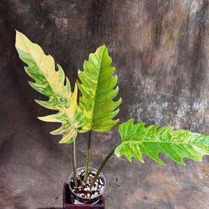 Variegated Philodendron Caramel Marble - Live Indoor Plant - Rare Collector Plant - Exact Same Gift Plant -US Seller SUPER RARE