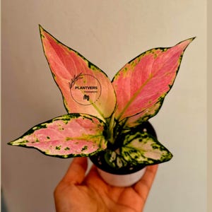 May include: An Aglaonema plant with vibrant pink and cream-colored leaves featuring green speckled edges. The plant is potted in a small white container. A circular logo with the text PLANTVERS Houseplants is centered on the largest leaf.