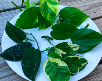 Rare Pothos cuttings Mix- Marble Pothos / Heart Leaf Philodendron / Silver Pothos / Njoy / Cebu Blue / Neon Pothos / Pick and Choose