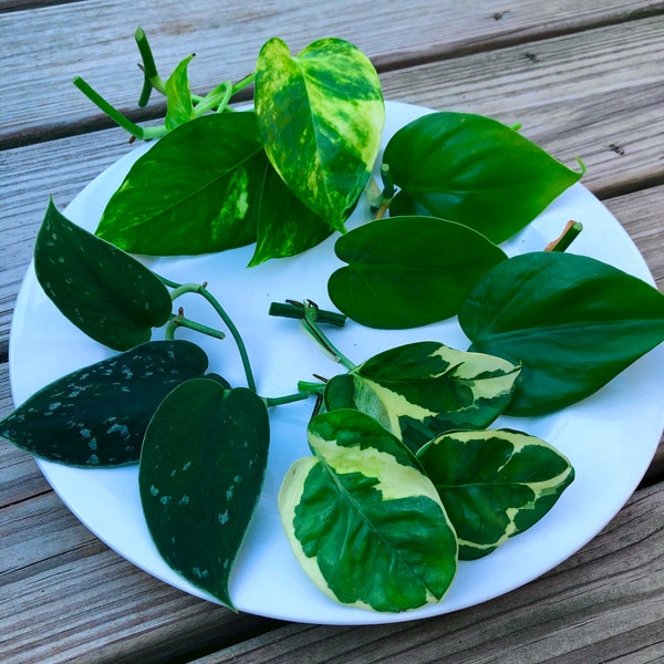 Rare Pothos cuttings Mix- Marble Pothos / Heart Leaf Philodendron / Silver Pothos / Njoy / Cebu Blue / Neon Pothos / Pick and Choose