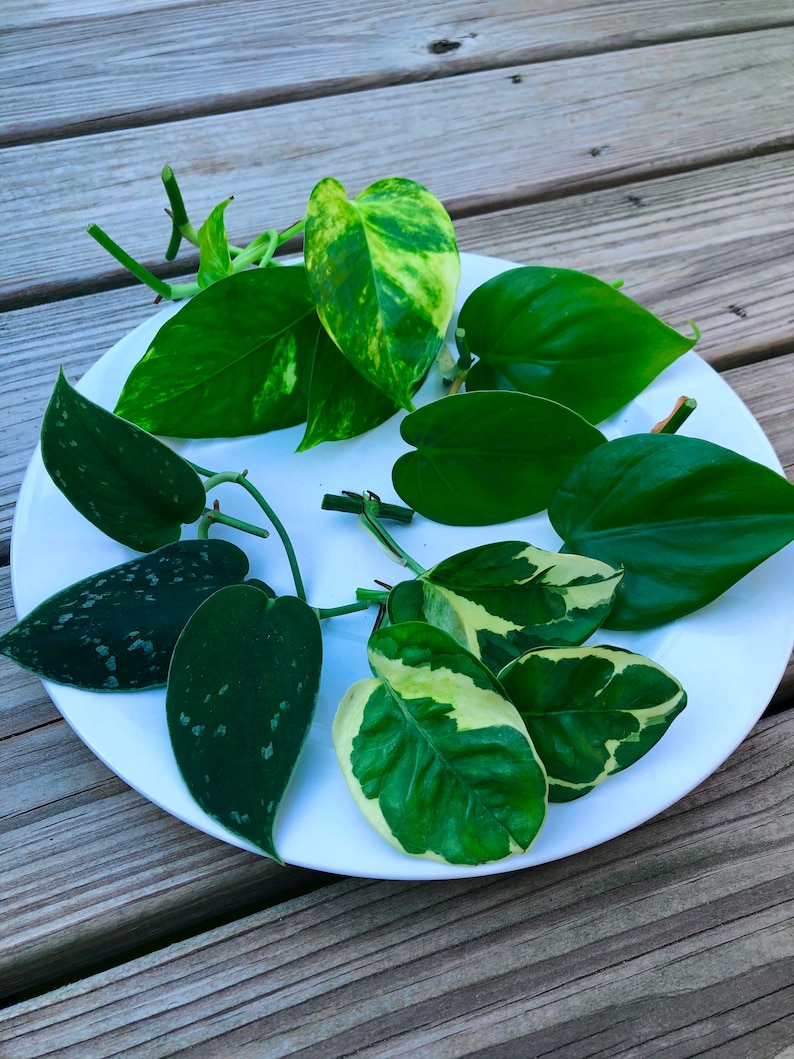 May include: A collection of vibrant green and variegated leaves, showcasing various patterns and shades, arranged on a white plate. The leaves are of different shapes and sizes, with some displaying a mix of green and yellow hues. The arrangement is set against a wooden background.